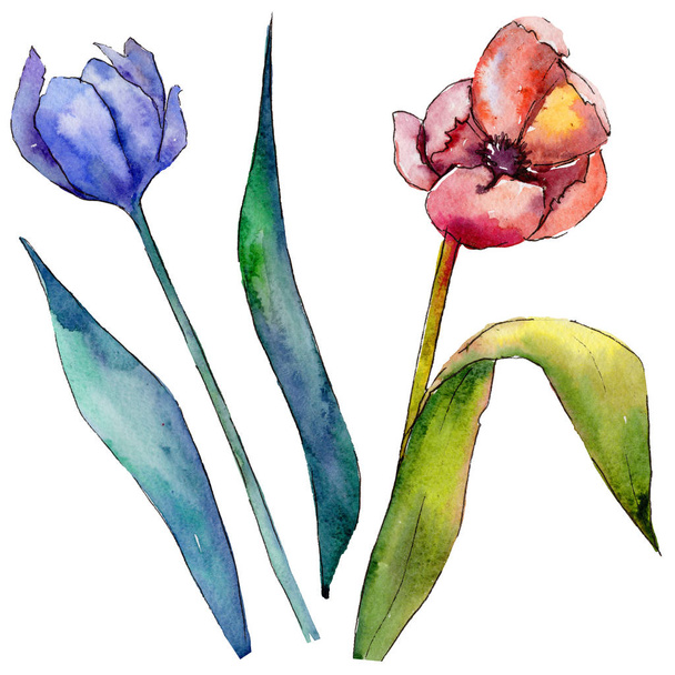 Tulipán květ ve stylu akvarelu izolované wildflower. - Fotografie, Obrázek