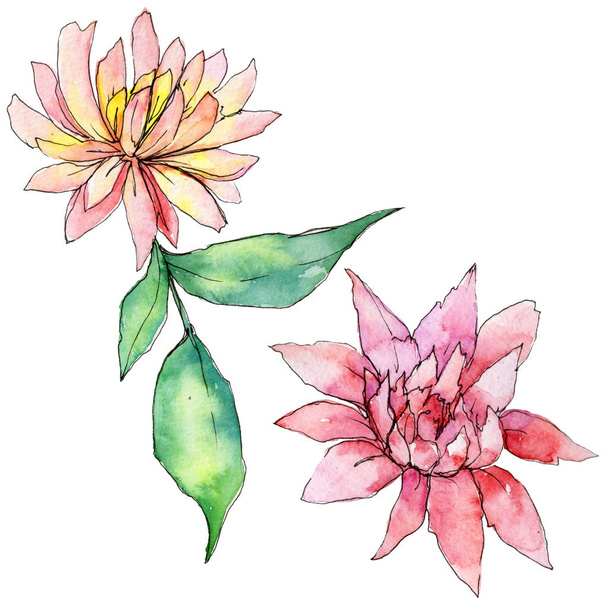 Wildblume Aster Blume in einem Aquarell-Stil isoliert. - Foto, Bild