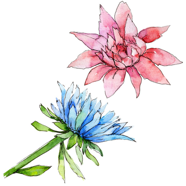 Цветок полевой цветок в акварельном стиле изолирован
. - Фото, изображение