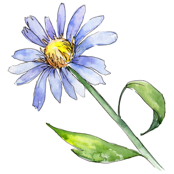 Дика квітка айстр в акварельному стилі ізольовані
. - Фото, зображення