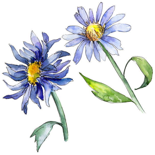 Wildflower aster kwiat w stylu przypominającym akwarele na białym tle. - Zdjęcie, obraz