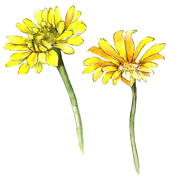 Wildflower květ gerbery ve stylu akvarelu, samostatný. - Fotografie, Obrázek