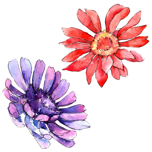 Wildflower gerbera kukka akvarelli tyyli eristetty
. - Valokuva, kuva