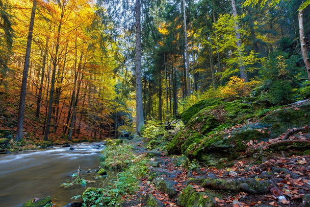 Autumn, fall wild river Doubrava, picturesque landscape. - Foto, immagini