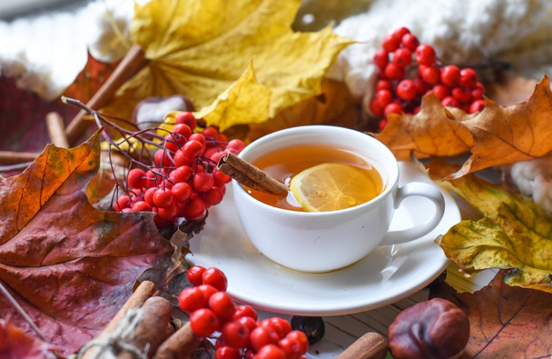 Przytulne zdjęcie przy filiżance herbaty, kolorowe liście, jagody popiołu, kasztany, ciepłym szalikiem i cynamonu  - Zdjęcie, obraz