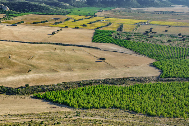 Vista superior de llanura con cultivos y viñedos
 - Foto, imagen