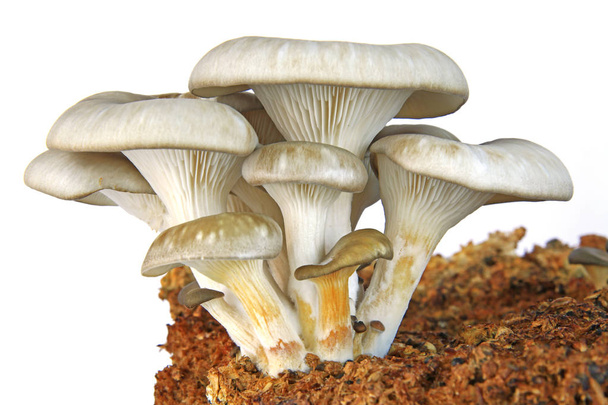 Cogumelo ostra (Pleurotus ostreatus) cogumelos jovens em substrato isolado contra fundo branco
 - Foto, Imagem