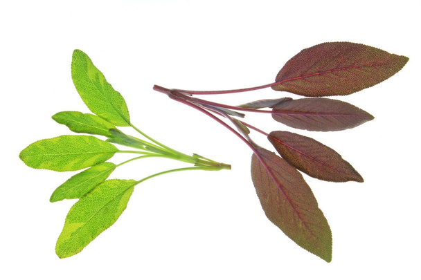salvia officinalis - verschiedene Salbeiblätter isoliert vor weißem Hintergrund - Foto, Bild