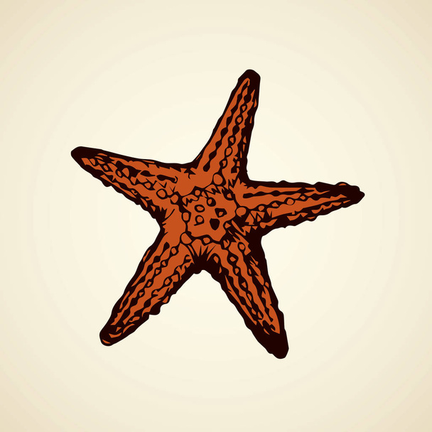 Estrella de mar. Dibujo vectorial
 - Vector, Imagen