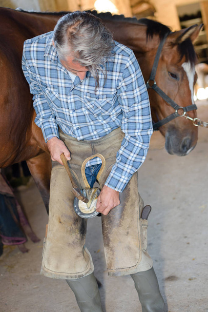 blacksmith nails a horse shoe to a horses hoof - Foto, imagen