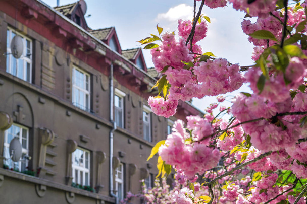 Nahaufnahme von Sakura-Kirschbäumen in Blüte und einem alten europäischen Gebäude im Hintergrund - Foto, Bild