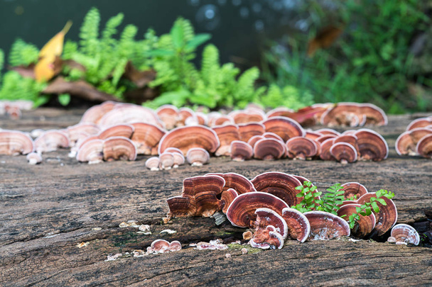 Close up shot of mushroom on wood - Photo, Image