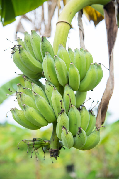 grüne Banane auf Pflanzen. - Foto, Bild