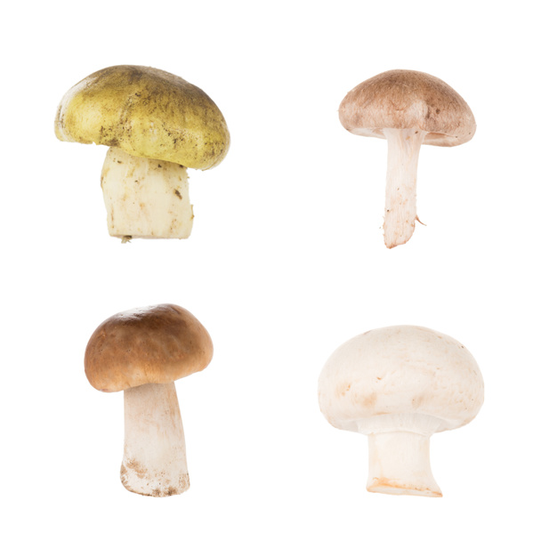 Different types of mushrooms - Zdjęcie, obraz