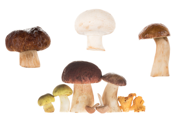 Different types of mushrooms - Photo, Image