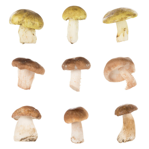 Verschiedene Arten von Pilzen - Foto, Bild