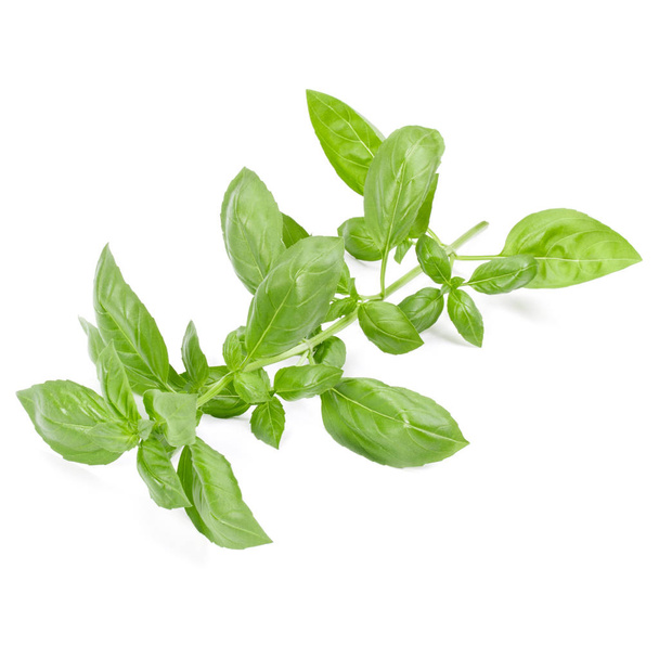 sweet basil herb leaves - Photo, Image