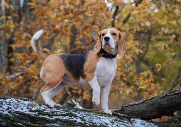 Pies rasy Beagle wspiął się na drzewo w lesie - Zdjęcie, obraz