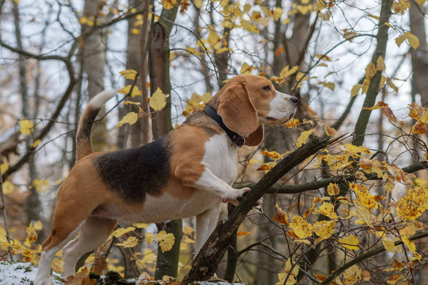 Беглая собака забралась на дерево в лесу
 - Фото, изображение