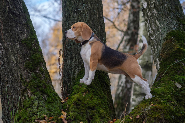 Beagle perro subió al árbol en el bosque
 - Foto, imagen