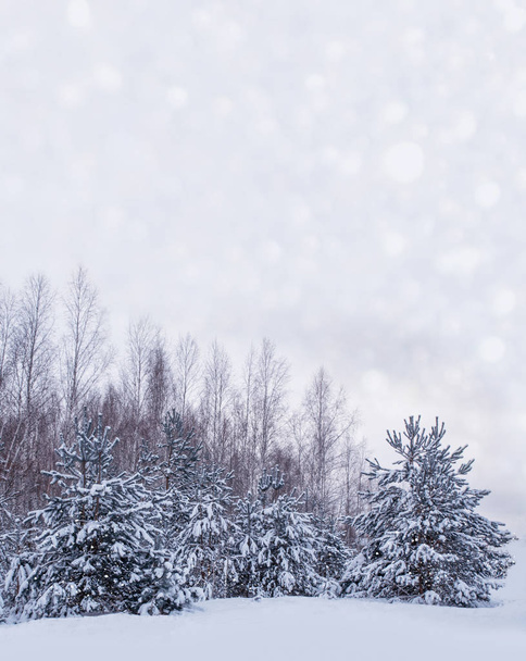  Mrożony las zimowy z pokrytymi śniegiem drzewami. - Zdjęcie, obraz