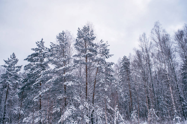  Gefrorener Winterwald mit schneebedeckten Bäumen. - Foto, Bild