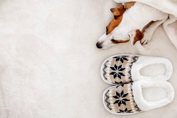 Dog near to slippers under the rug - Foto, immagini