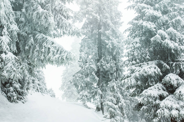 Beautiful winter landscape  - Photo, image