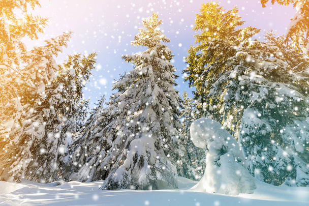 Pins enneigés et neige tombante dans la forêt de montagne en s
 - Photo, image