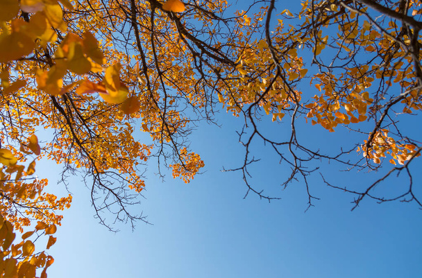 Yellow leaves of an autumn tree against a blue sky. as a background - Photo, Image