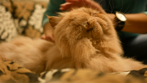 kat kat borstelen en krijg kinderboerderij door vrouw - Video