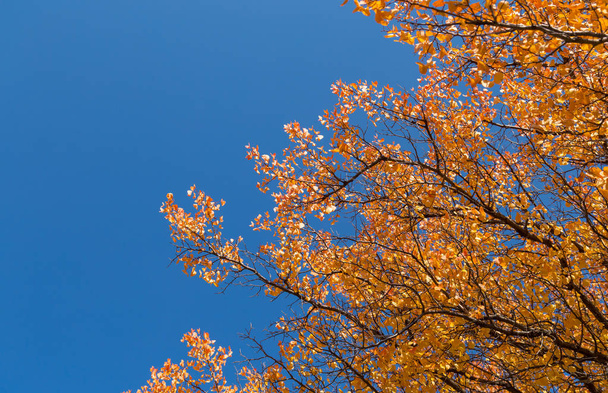 Yellow leaves of an autumn tree against a blue sky. as a background - Foto, Bild