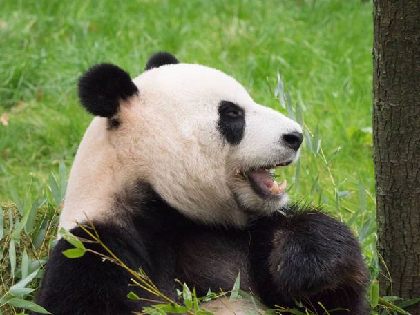 Giant panda bear eating - Photo, Image