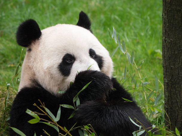 Giant panda αρκούδα τρώει - Φωτογραφία, εικόνα