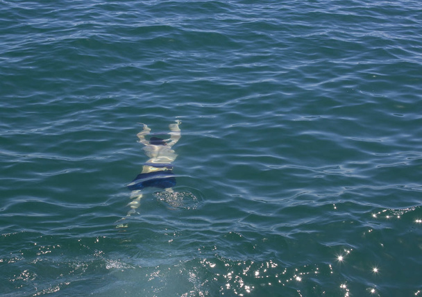 un hombre nada bajo el agua durante unas vacaciones en el mar
 - Foto, imagen
