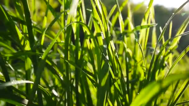Zelené trávě záběry makro slunce svítí skrz listy krásné pozadí jara. Uzavírací statické videokamery. - Záběry, video