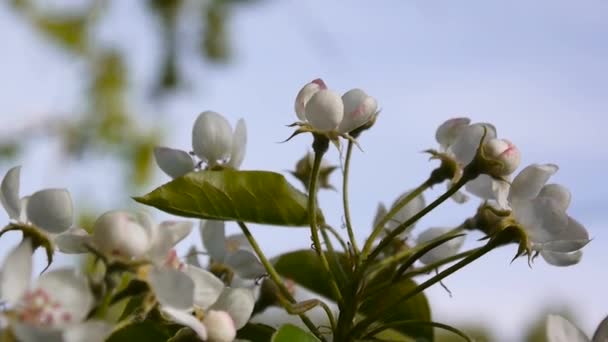 Szép virágzó almafa a szél a tavasz a kertben. Statikus kamera. Kék ég háttér. - Felvétel, videó