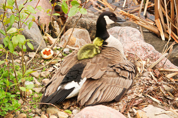 Um gosling recém-eclodido escalando em suas mães de volta
 - Foto, Imagem