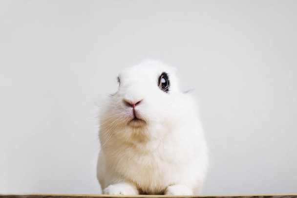 White rabbit on the white background - Foto, afbeelding