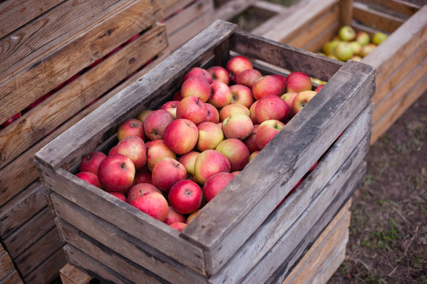 manzanas maduras en cajas
 - Foto, imagen