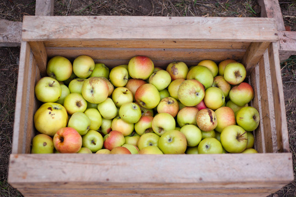 Manzanas verdes en una caja
 - Foto, imagen