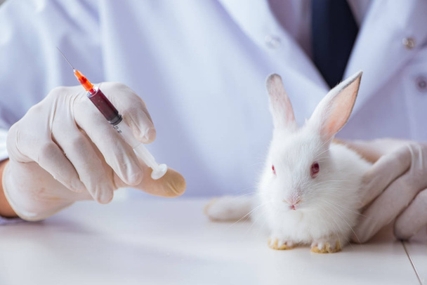 Vet doctor examining rabbit in pet hospital - Foto, Imagen