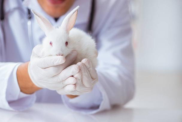 Vet doctor examining rabbit in pet hospital - 写真・画像
