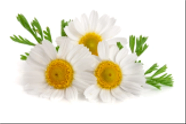 drei Kamille oder Gänseblümchen mit Blättern auf weißem Hintergrund - Foto, Bild