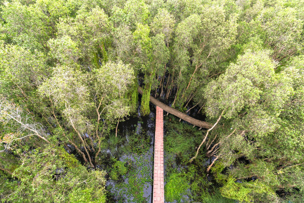 Petite route tournant à travers les forêts de Melaleuca dans l'écotourisme
. - Photo, image