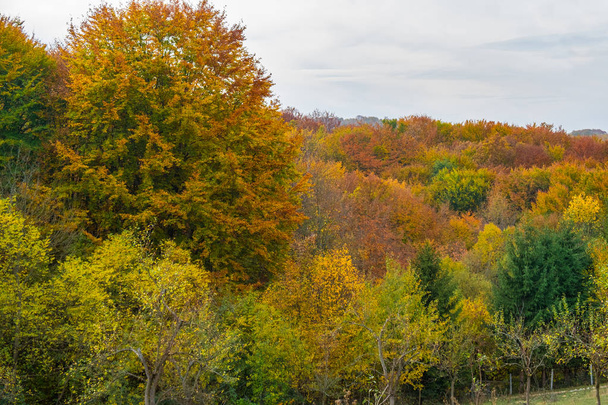 Colorful autumn treetops - Photo, Image