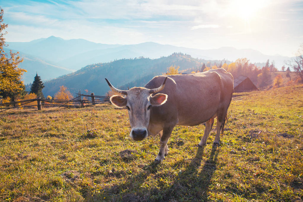 Close shoot of cow standing in the mountain pasture in Switzerland - 写真・画像