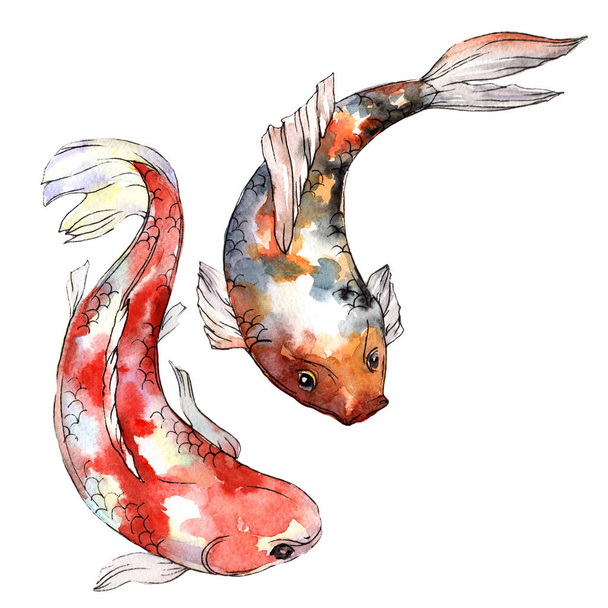 Poisson rouge exotique poisson sauvage dans un style aquarelle isolé
. - Photo, image
