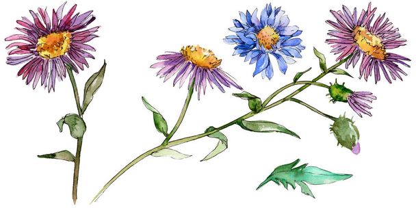 Wildflower chrysantemum flower in a watercolor style isolated. - Zdjęcie, obraz
