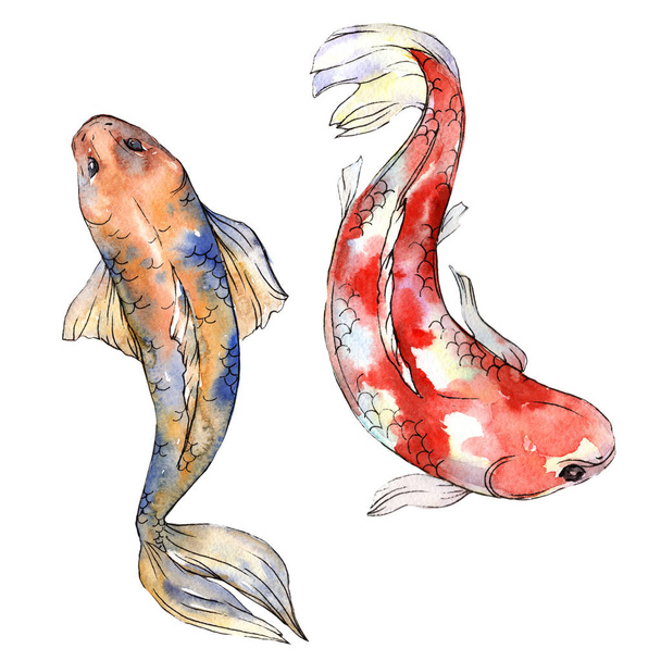 Exotic goldfish wild fish in a watercolor style isolated. - Φωτογραφία, εικόνα